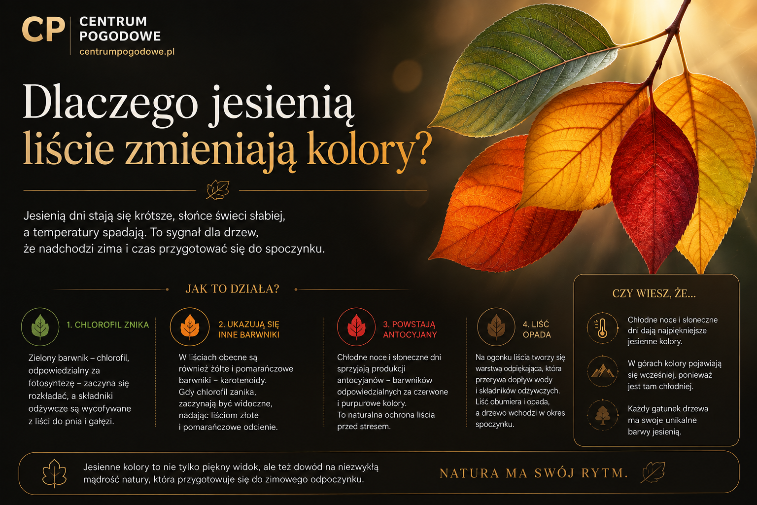 Dlaczego jesienią liście zmieniają kolory?